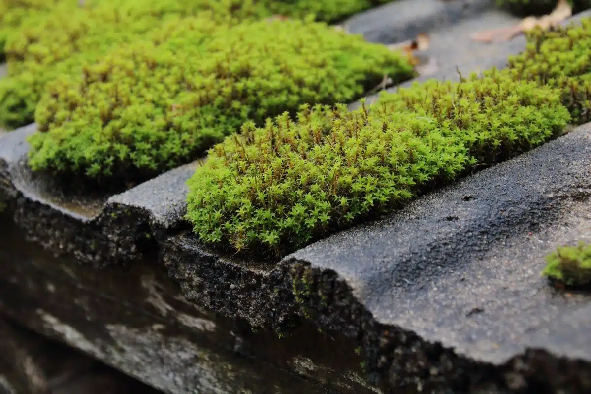 close up moss on roof